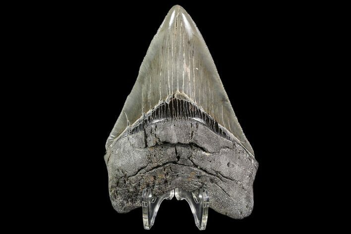 Serrated, Fossil Megalodon Tooth - Georgia #108845